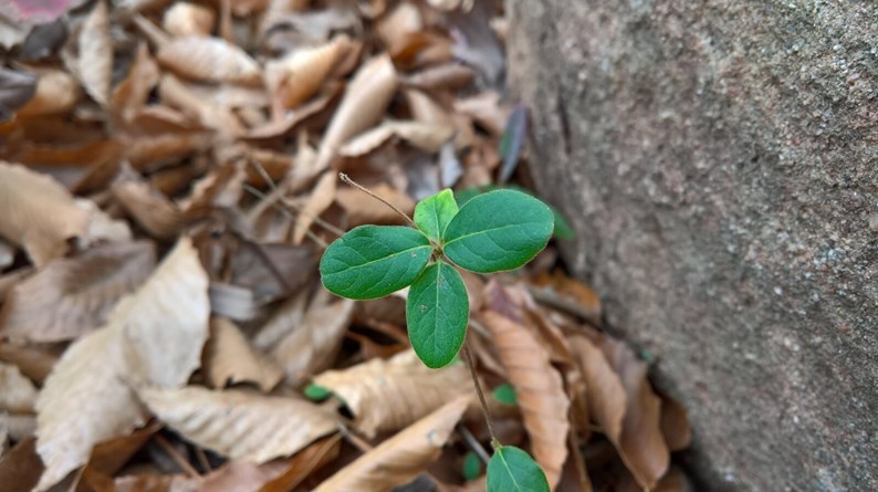 lumia 950